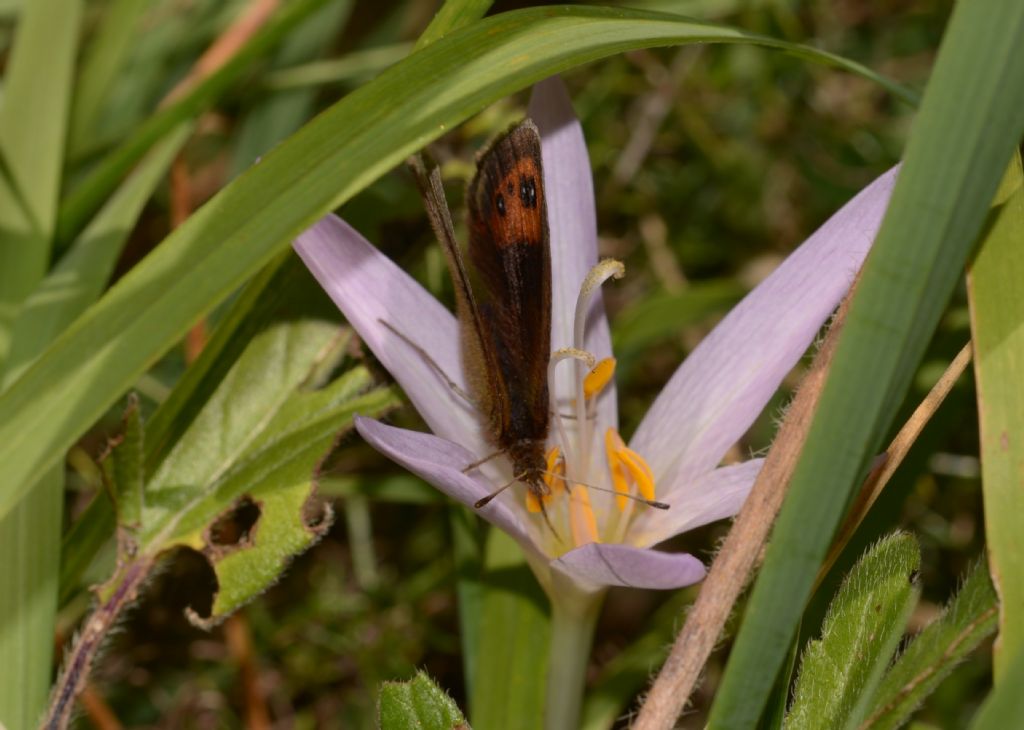 Erebia neoridas?, S, femmina